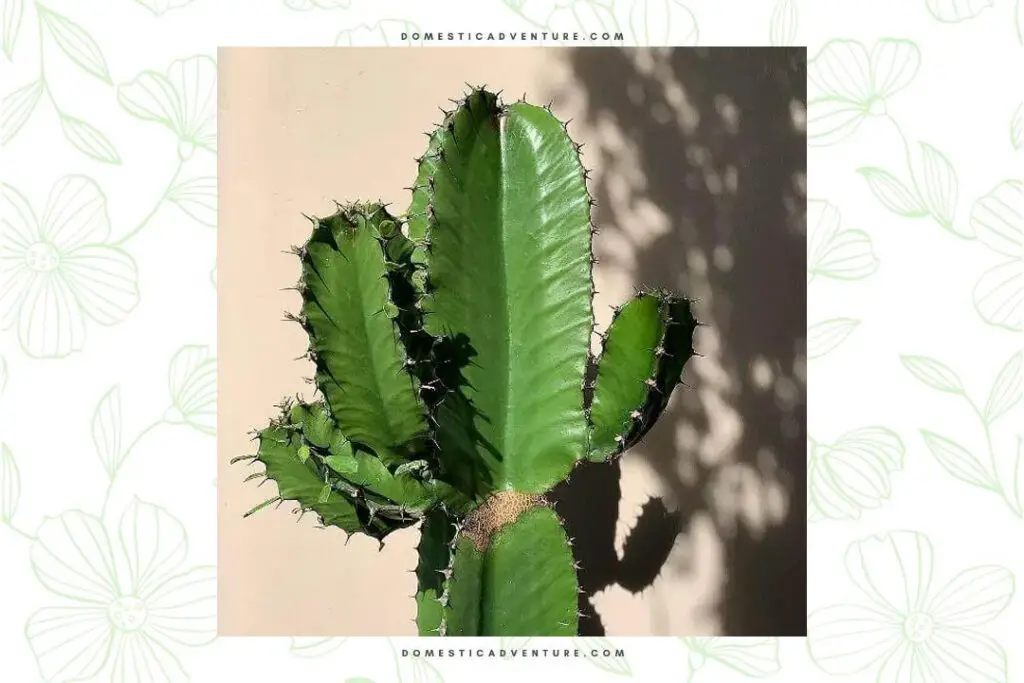 African Candelabra Euphorbia