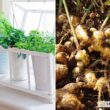 Best Containers For Growing Ginger