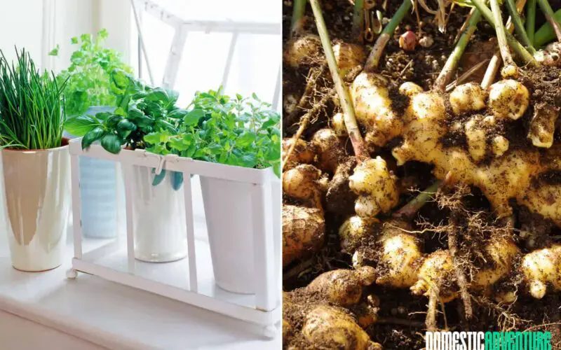 Best Containers For Growing Ginger