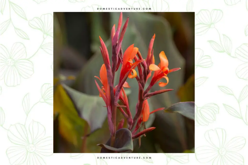 Canna Lily Purpurea