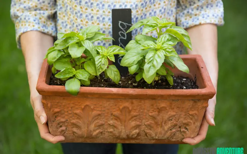 How to Save Basil Herb From Dying