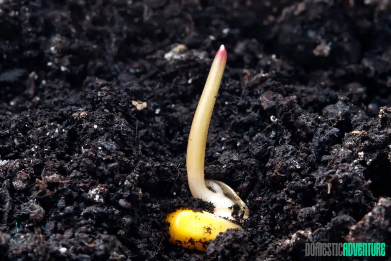 When to Give Up on Seed Germination