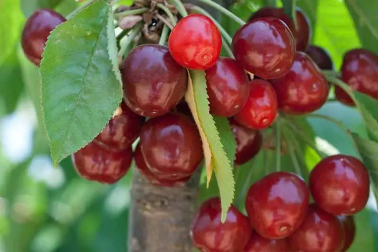 cherries companion plant