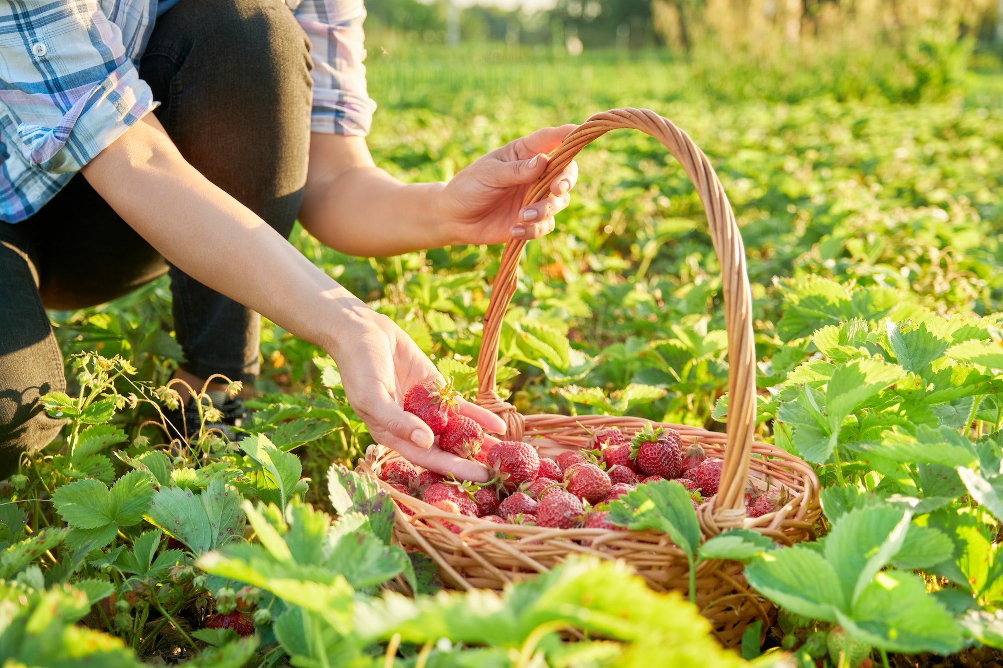 Farm field with strawberries, close-up of a basket with berries and a woman's hands