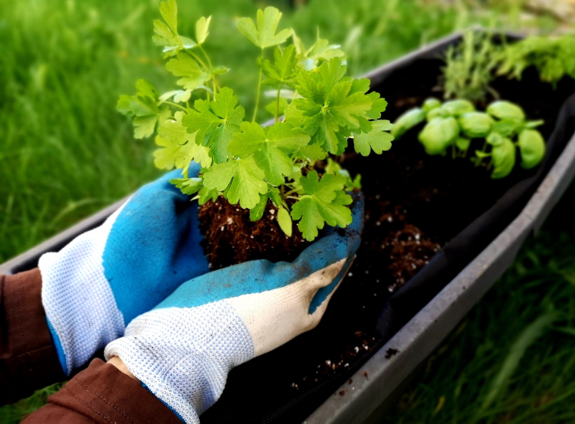 Hands in garden gloves planting parsley in planter for balcony garden