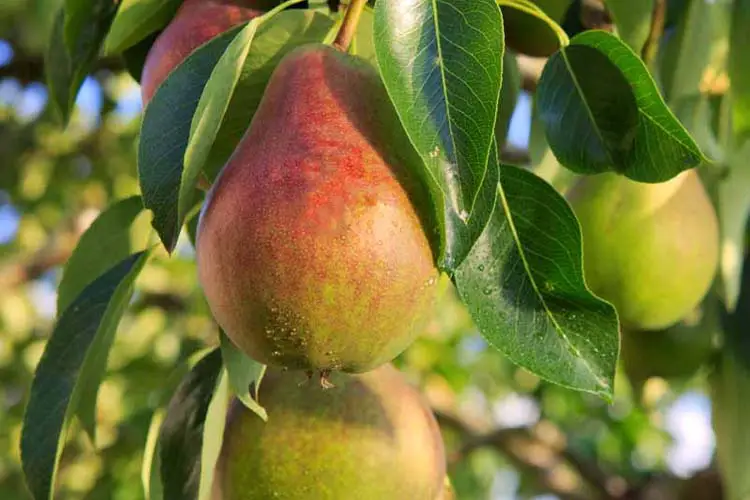 pear plant