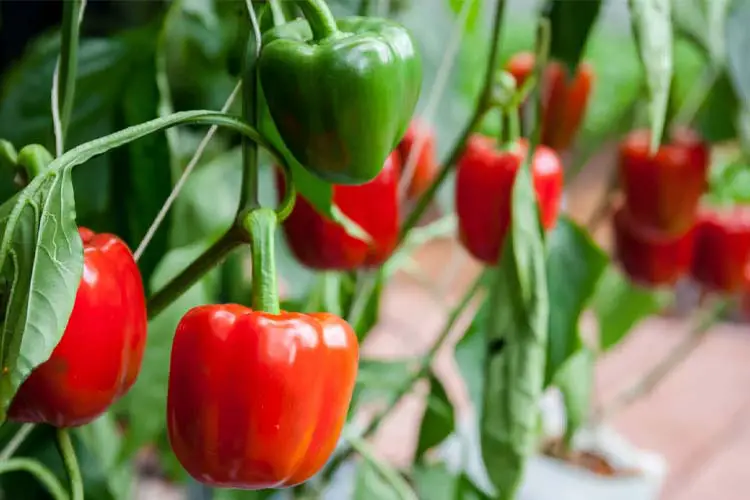 pepper companion plants