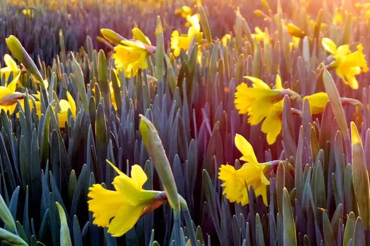 Daffodils companion plants